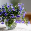 Lobelia Crystal Palace Seeds – Violet-Blue Edging Flowers, 50 Seeds, Annual - Image 1