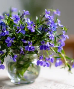 Lobelia Crystal Palace Seeds – Violet-Blue Edging Flowers, 50 Seeds, Annual - Image 1