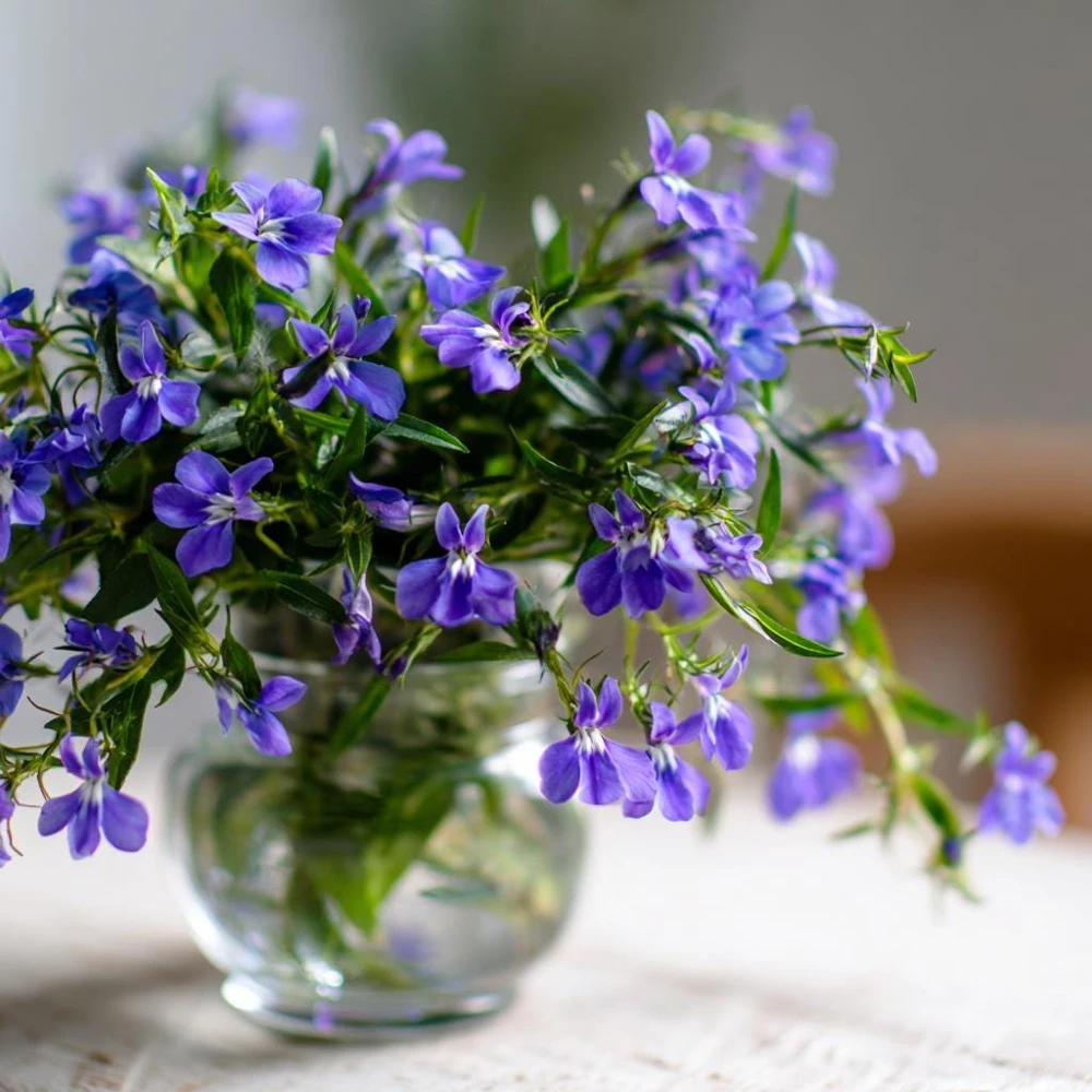 Lobelia Crystal Palace Seeds – Violet-Blue Edging Flowers, 50 Seeds, Annual - Image 1