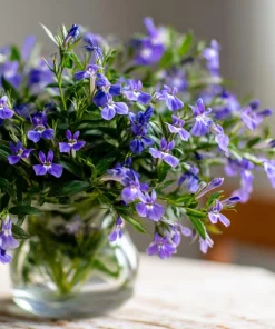 Lobelia Crystal Palace Seeds – Violet-Blue Edging Flowers, 50 Seeds, Annual - Image 2