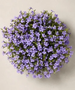 Lobelia Crystal Palace Seeds – Violet-Blue Edging Flowers, 50 Seeds, Annual - Image 3