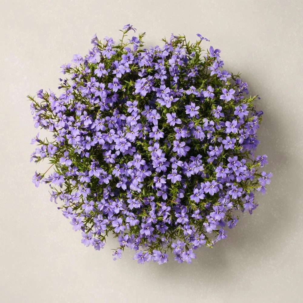 Lobelia Crystal Palace Seeds – Violet-Blue Edging Flowers, 50 Seeds, Annual - Image 3
