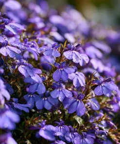 Lobelia Crystal Palace Seeds – Violet-Blue Edging Flowers, 50 Seeds, Annual - Image 5
