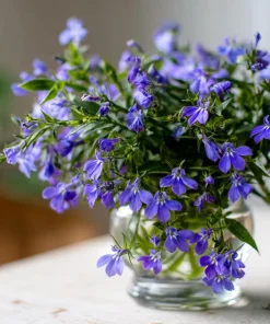 Lobelia Crystal Palace Seeds – Violet-Blue Edging Flowers, 50 Seeds, Annual - Image 7