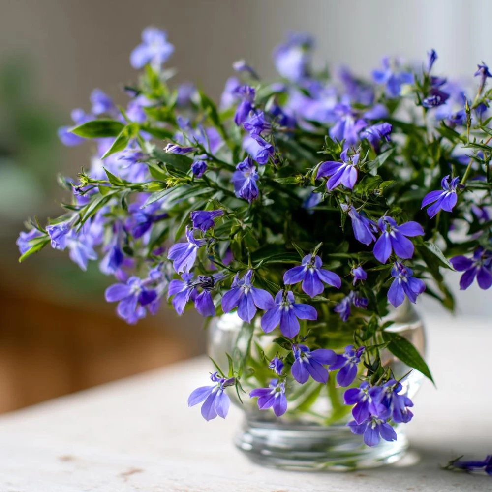 Lobelia Crystal Palace Seeds – Violet-Blue Edging Flowers, 50 Seeds, Annual - Image 7