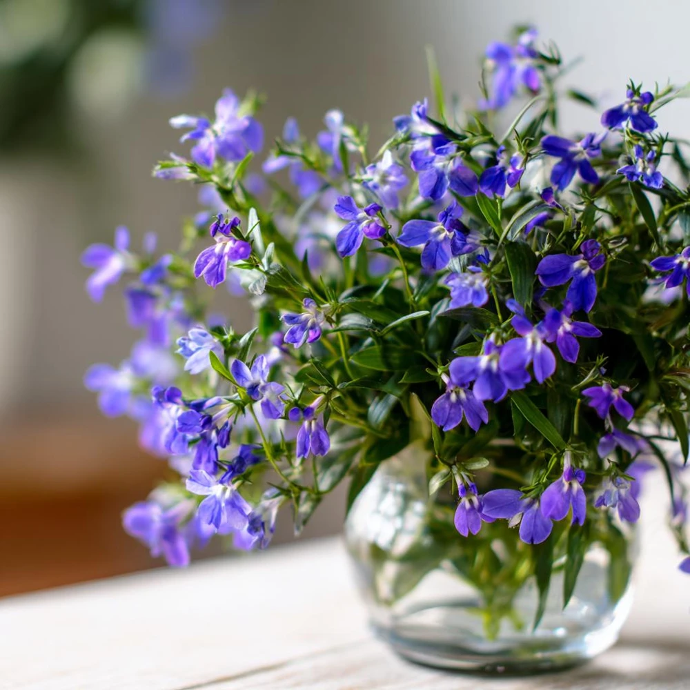 Lobelia Crystal Palace Seeds – Violet-Blue Edging Flowers, 50 Seeds, Annual - Image 8