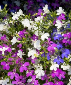 Lobelia Erinus Flower Seeds - 200 Mixed Colors, Regatta Trailing Annual - Image 10