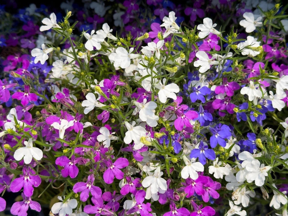 Lobelia Erinus Flower Seeds - 200 Mixed Colors, Regatta Trailing Annual - Image 10