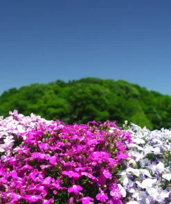 Lobelia Erinus Flower Seeds - 200 Mixed Colors, Regatta Trailing Annual - Image 11