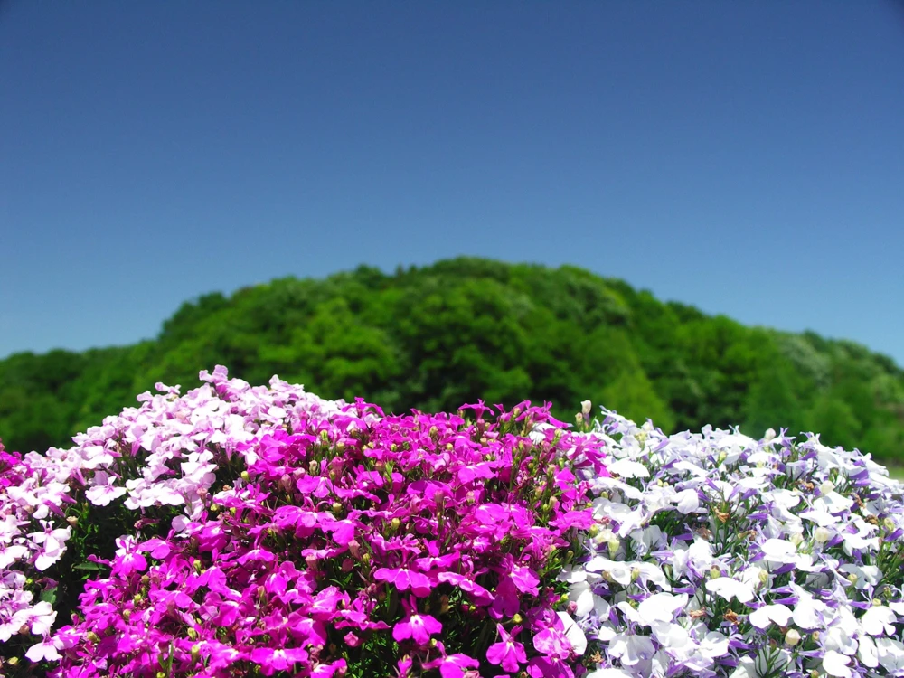 Lobelia Erinus Flower Seeds - 200 Mixed Colors, Regatta Trailing Annual - Image 11