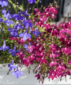 Lobelia Erinus Flower Seeds - 200 Mixed Colors, Regatta Trailing Annual - Image 12