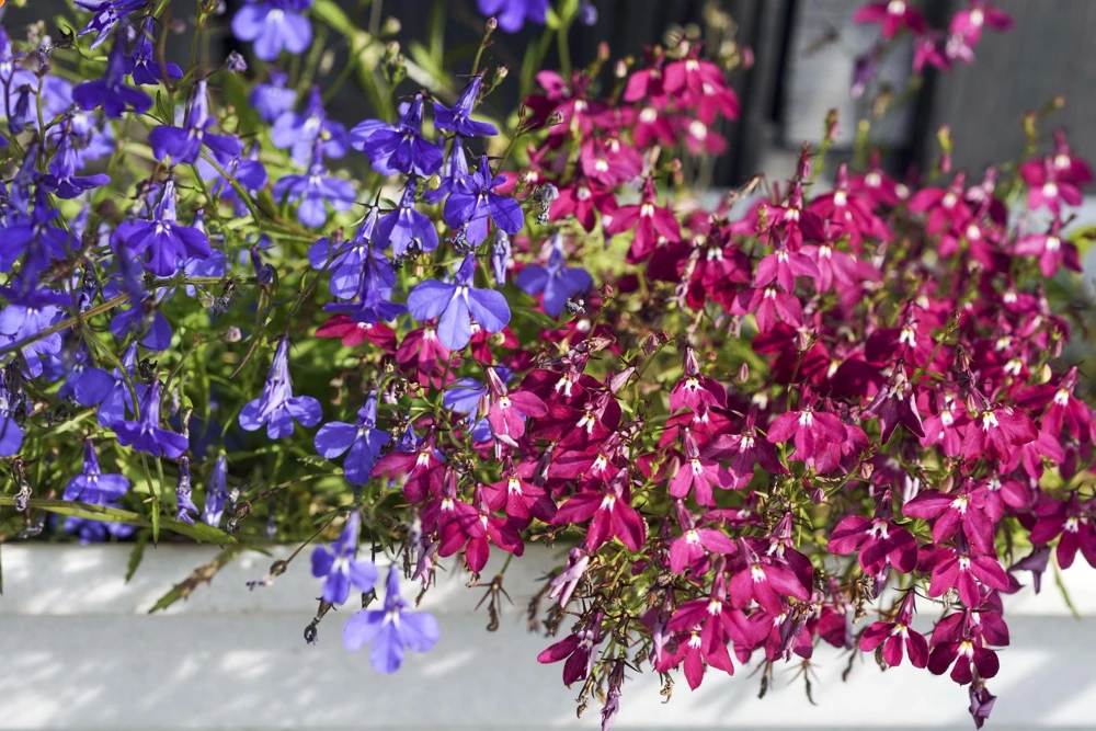 Lobelia Erinus Flower Seeds - 200 Mixed Colors, Regatta Trailing Annual - Image 12
