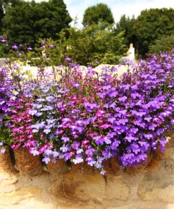 Lobelia Erinus Flower Seeds - 200 Mixed Colors, Regatta Trailing Annual - Image 14