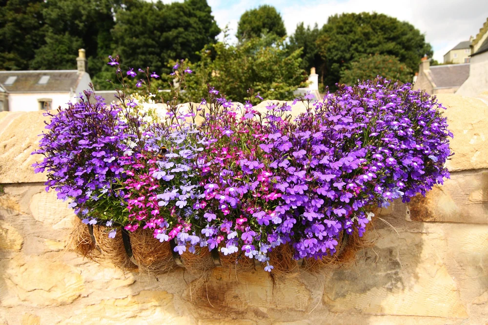 Lobelia Erinus Flower Seeds - 200 Mixed Colors, Regatta Trailing Annual - Image 14