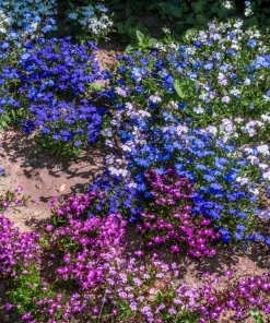 Lobelia Erinus Flower Seeds - 200 Mixed Colors, Regatta Trailing Annual - Image 15
