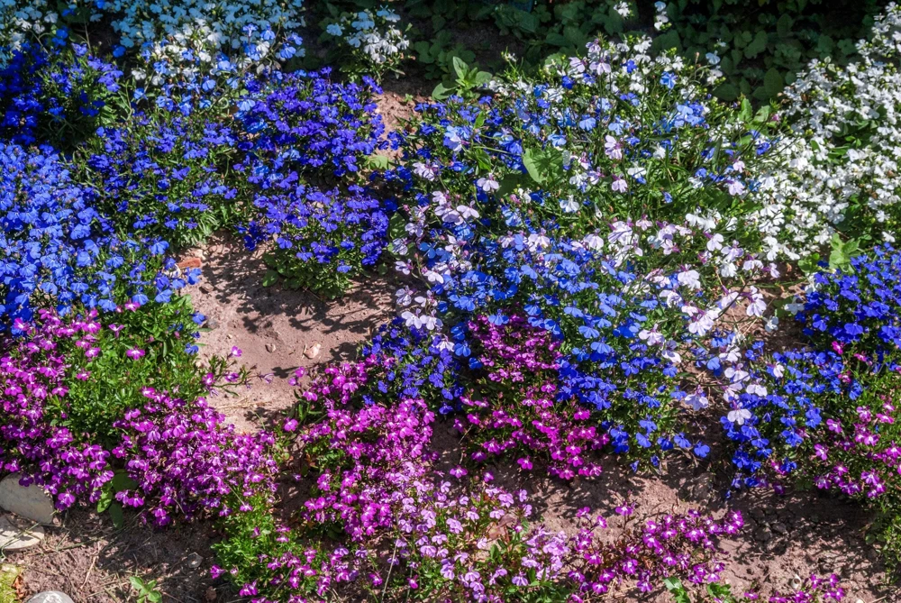 Lobelia Erinus Flower Seeds - 200 Mixed Colors, Regatta Trailing Annual - Image 15