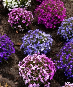 Lobelia Erinus Flower Seeds - 200 Mixed Colors, Regatta Trailing Annual - Image 16