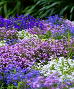 Lobelia Erinus Flower Seeds - 200 Mixed Colors, Regatta Trailing Annual - Image 2