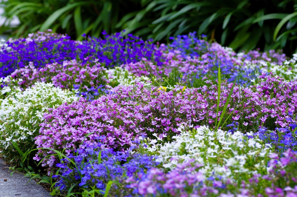 Lobelia Erinus Flower Seeds - 200 Mixed Colors, Regatta Trailing Annual - Image 2