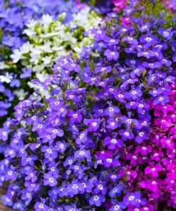 Lobelia Erinus Flower Seeds - 200 Mixed Colors, Regatta Trailing Annual - Image 3