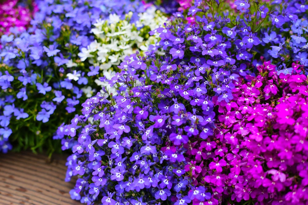 Lobelia Erinus Flower Seeds - 200 Mixed Colors, Regatta Trailing Annual - Image 3
