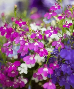 Lobelia Erinus Flower Seeds - 200 Mixed Colors, Regatta Trailing Annual - Image 4