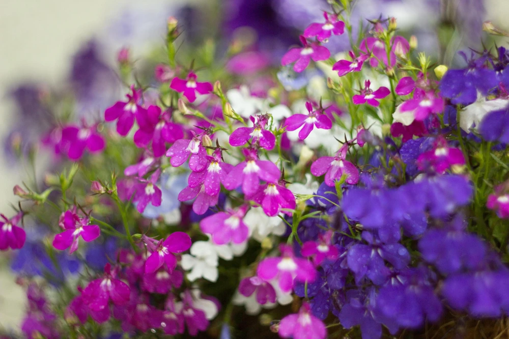 Lobelia Erinus Flower Seeds - 200 Mixed Colors, Regatta Trailing Annual - Image 4
