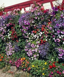 Lobelia Erinus Flower Seeds - 200 Mixed Colors, Regatta Trailing Annual - Image 5