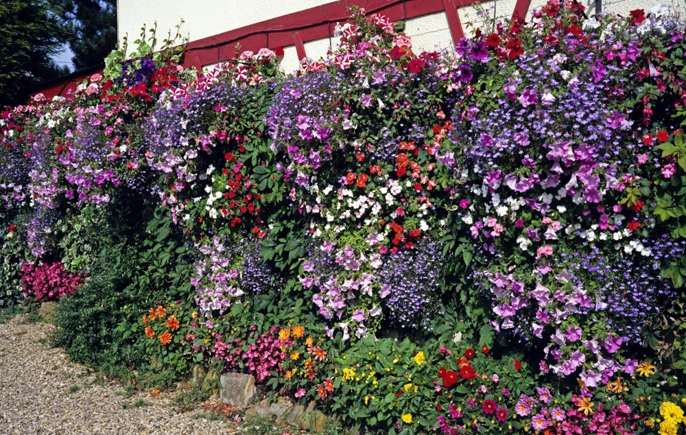 Lobelia Erinus Flower Seeds - 200 Mixed Colors, Regatta Trailing Annual - Image 5