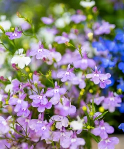 Lobelia Erinus Flower Seeds - 200 Mixed Colors, Regatta Trailing Annual - Image 6