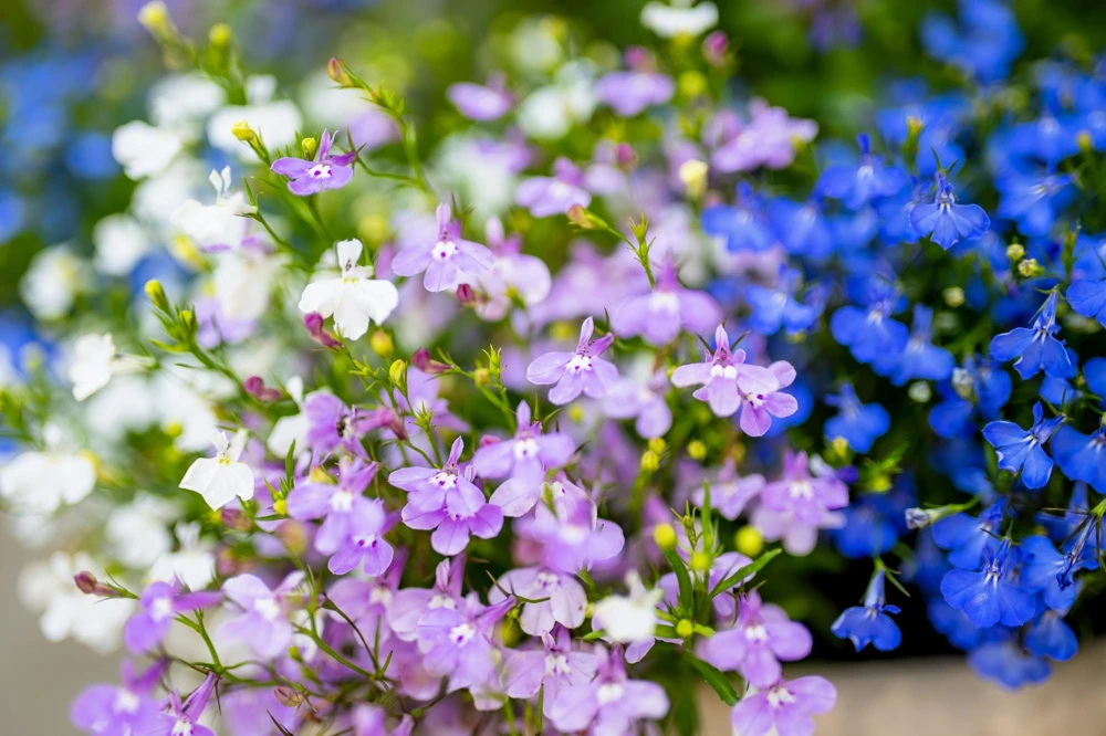 Lobelia Erinus Flower Seeds - 200 Mixed Colors, Regatta Trailing Annual - Image 6