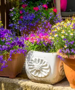 Lobelia Erinus Flower Seeds - 200 Mixed Colors, Regatta Trailing Annual - Image 7