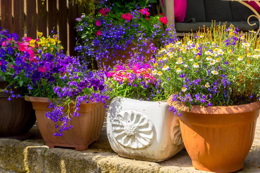 Lobelia Erinus Flower Seeds - 200 Mixed Colors, Regatta Trailing Annual - Image 7