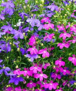 Lobelia Erinus Flower Seeds - 200 Mixed Colors, Regatta Trailing Annual - Image 8