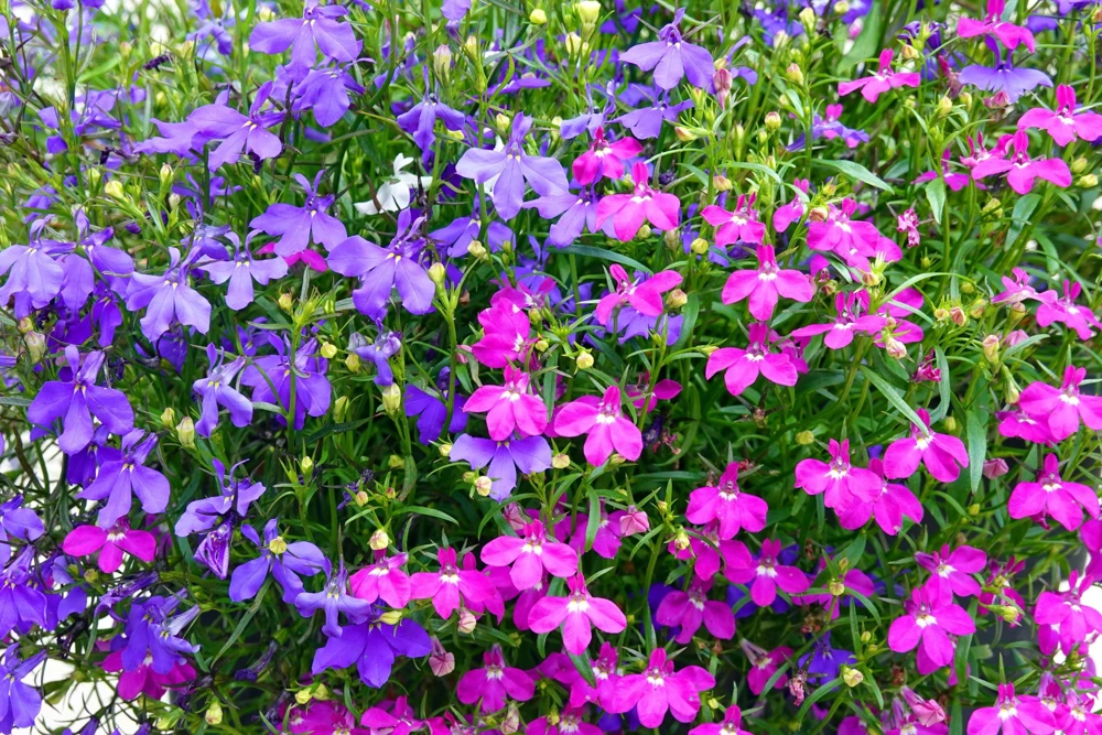 Lobelia Erinus Flower Seeds - 200 Mixed Colors, Regatta Trailing Annual - Image 8