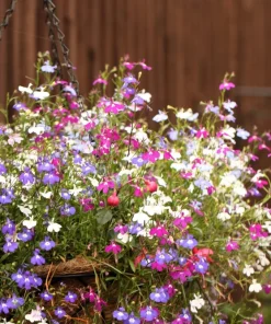 Lobelia Erinus Flower Seeds - 200 Mixed Colors, Regatta Trailing Annual - Image 9