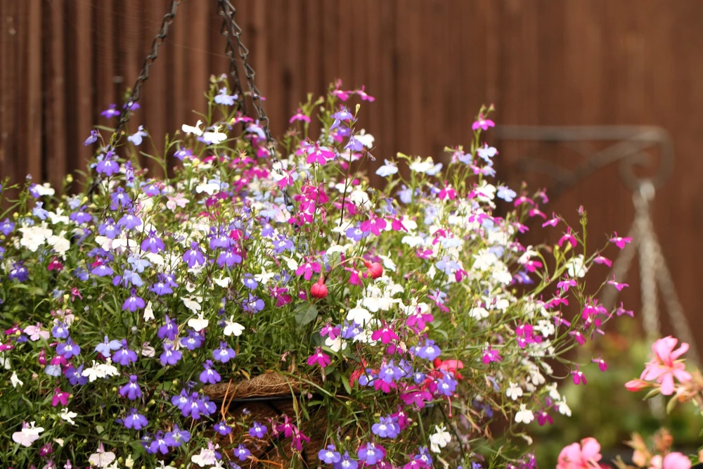 Lobelia Erinus Flower Seeds - 200 Mixed Colors, Regatta Trailing Annual - Image 9