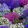 Lobelia Erinus Flower Seeds - 200 Mixed Colors, Regatta Trailing Annual - Image 1