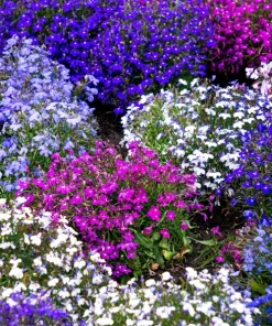 Lobelia Erinus Flower Seeds - 200 Mixed Colors, Regatta Trailing Annual - Image 1