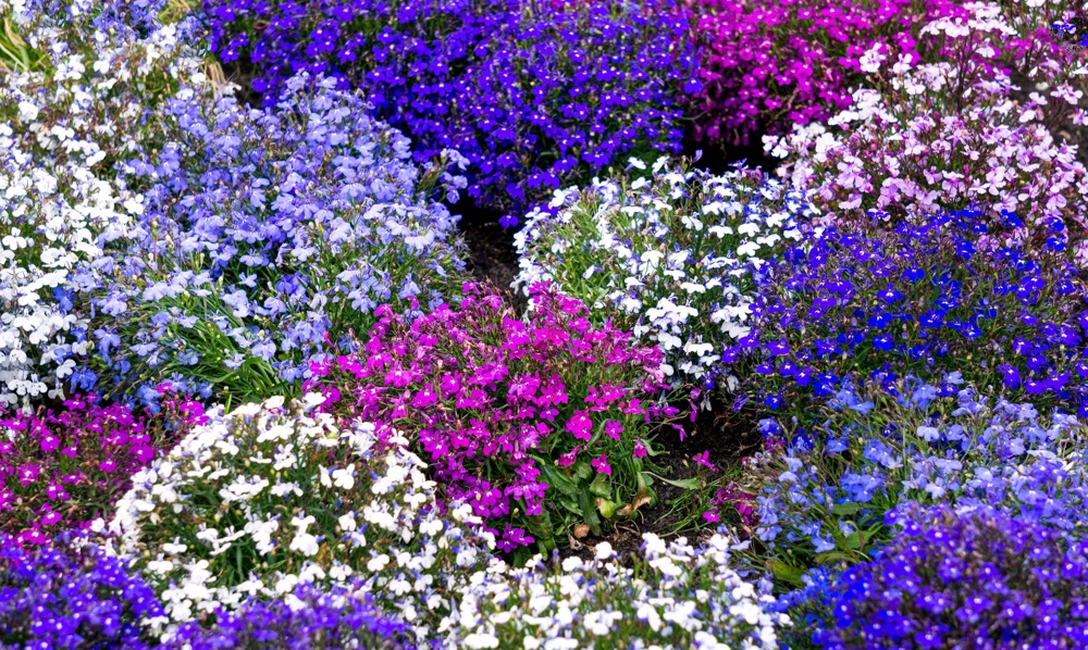 Lobelia Erinus Flower Seeds - 200 Mixed Colors, Regatta Trailing Annual - Image 1
