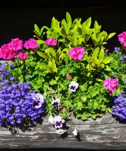 Lobelia Erinus 'Mrs. Clibran' Flower Seeds - Lavender & White, 200 Count - Image 10
