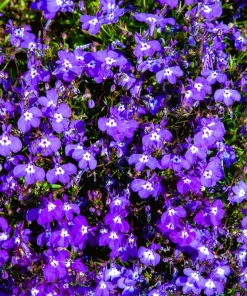 Lobelia Erinus 'Mrs. Clibran' Flower Seeds - Lavender & White, 200 Count - Image 2