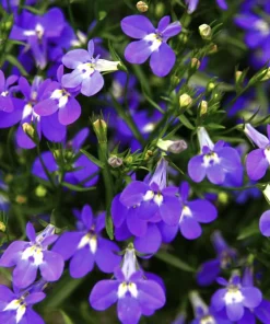 Lobelia Erinus 'Mrs. Clibran' Flower Seeds - Lavender & White, 200 Count - Image 3