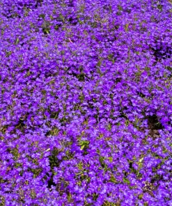 Lobelia Erinus 'Mrs. Clibran' Flower Seeds - Lavender & White, 200 Count - Image 4