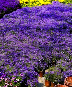 Lobelia Erinus 'Mrs. Clibran' Flower Seeds - Lavender & White, 200 Count - Image 5