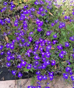 Lobelia Erinus 'Mrs. Clibran' Flower Seeds - Lavender & White, 200 Count - Image 6