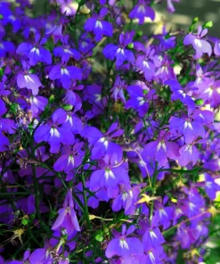 Lobelia Erinus 'Mrs. Clibran' Flower Seeds - Lavender & White, 200 Count - Image 7