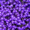 Lobelia Erinus 'Mrs. Clibran' Flower Seeds - Lavender & White, 200 Count - Image 1