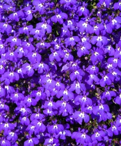 Lobelia Erinus 'Mrs. Clibran' Flower Seeds - Lavender & White, 200 Count - Image 1