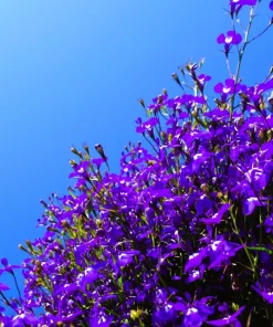 Lobelia Erinus 'Mrs. Clibran' Flower Seeds - Lavender & White, 200 Count - Image 8